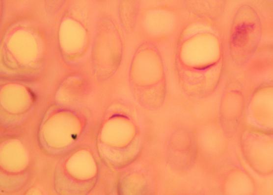 Паркте сору Орыс порно видео