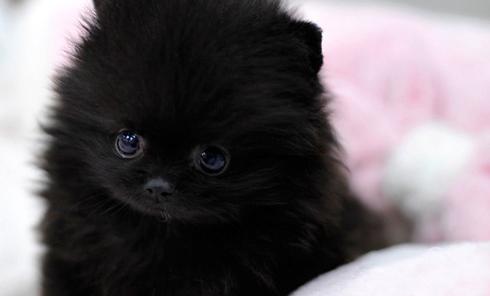 Black Pomeranian Spitz Jerman Spitz Black