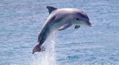 What are the most intelligent animals