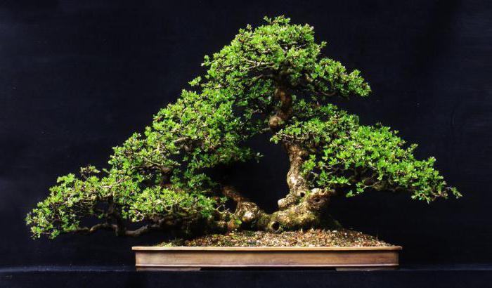 paraziták a bonsai on