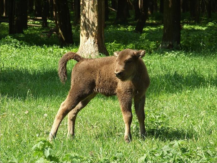 Жас ағасы мен әпкесі порно