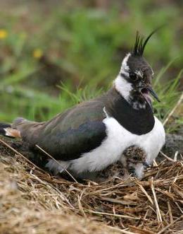 TNT-тен жалаңаш актерлар