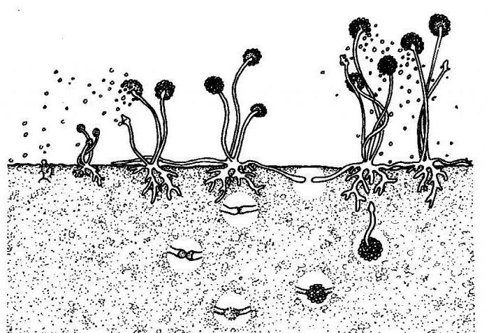 Еркектер жыныссыз