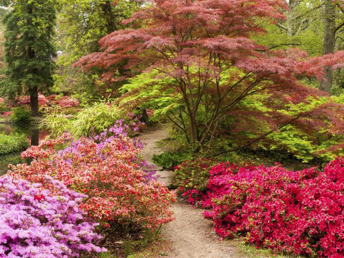 Pokok Renek Dengan Daun Merah Euonymus Berberis Thunbergii Huraian Pokok Renek Hiasan Bersahaja