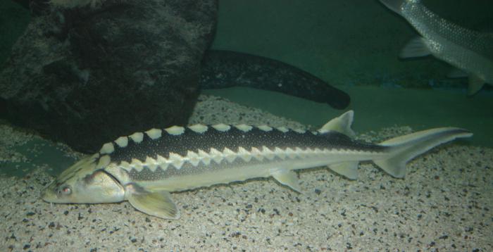 Loài cá tầm. Sturgeon (cá): hình ảnh