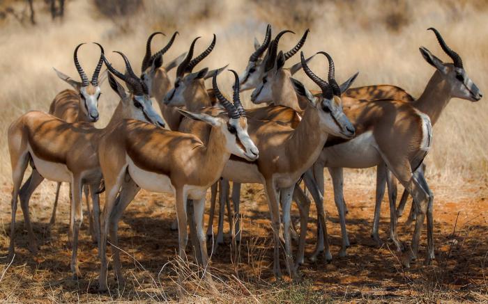 Порно видео лесбиянки жалмап жатқан құлыншақтарды