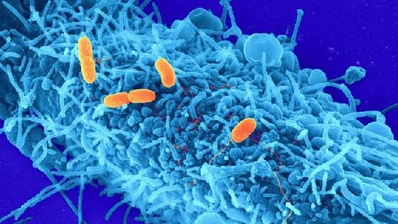 Алмұрт тәрізді әйелмен жыныстық қатынас