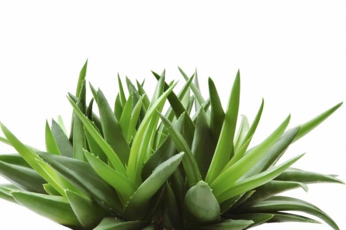 dr balwi aloe vera 98% Aloe Vera Gel für Haare & Kopfhaut