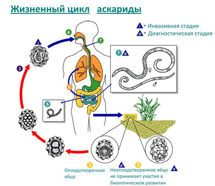 Nematodes کی قوم علامات روک تھام وجوہات اور خصوصیات کا علاج