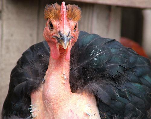 Порно әуесқой кончалары күйеуінің аузына