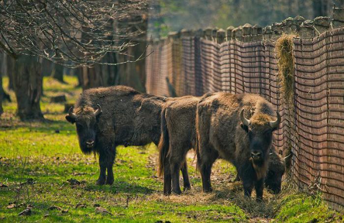 Порно жетілген конча сквирт