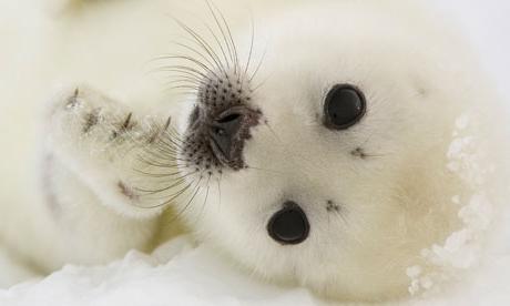 Anak Anjing Laut Meterai Kecil Belek Pups