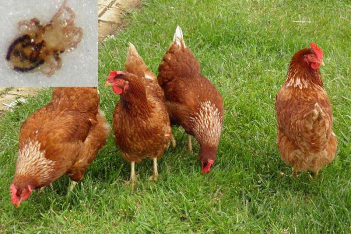 Құл мен қожайынның порносын көріңіз