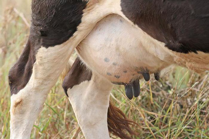 Мастурбация жасайды, ағады, кончалары Байлардың жыныстық ләззаттары