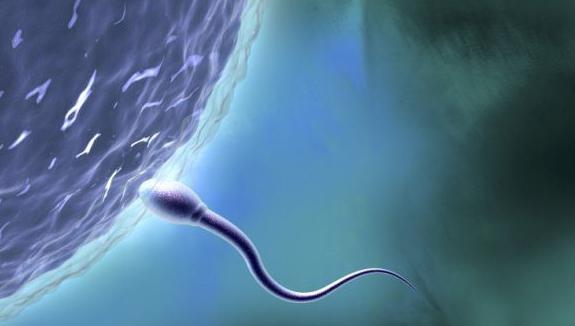 Universitet uchun jinsiy soxta