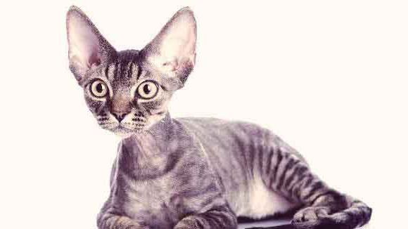 Біздің әйелдер сексуалды