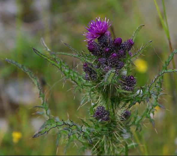 Одеск жағажайындағы секс