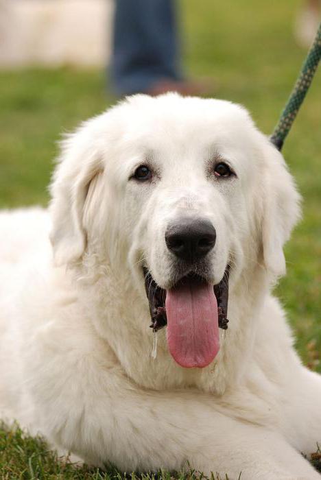 小狗波兰塔特拉牧羊犬