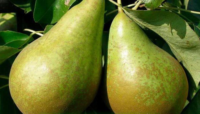 Елена Беркова топтық секс порно видео