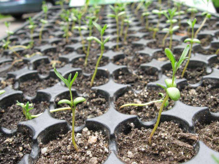 Bagaimana Untuk Pemindahan Anak Pokok Ke Dalam Tomato Tanah