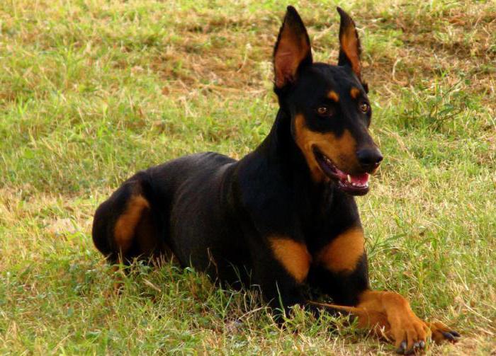 who is better than a Rottweiler or a Doberman