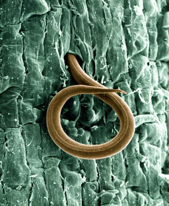 Nematodes کی قوم علامات روک تھام وجوہات اور خصوصیات کا علاج