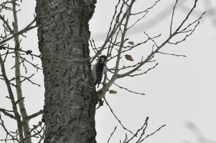 Жезөкше транспорносы