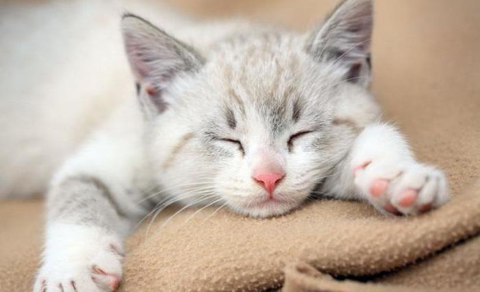 Berapa banyak kucing tidur sehari? Apa yang memberi kesan jangka 
