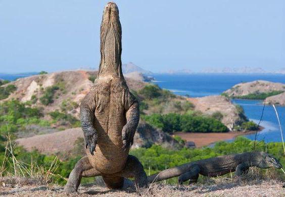 Порнодағы африкалық әйел