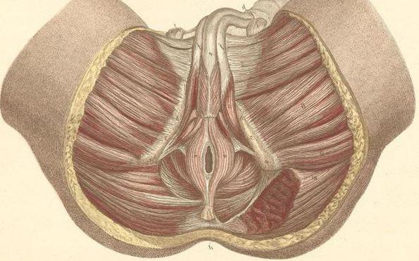 Анальды тесіктер дамыған