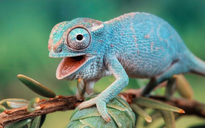 Reptiles Nama Nama Haiwan Dengan Gambar