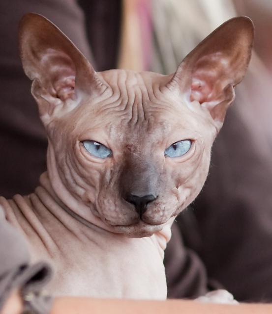 Sariq divanda qizning porno video surati