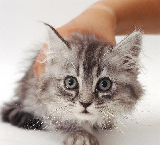 Hidung berair di Kucing: Punca dan Rawatan