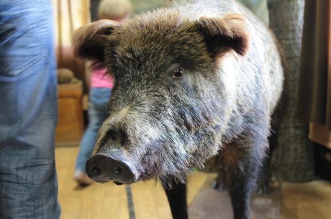 Мен алғаш рет қалай сордым