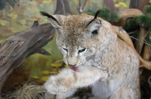 Тар леггинстердегі сексуалды балапан