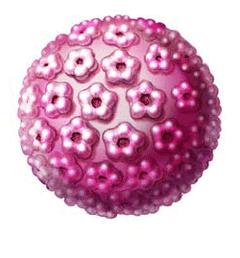 hpv virus kaj je to mărgele în uretră