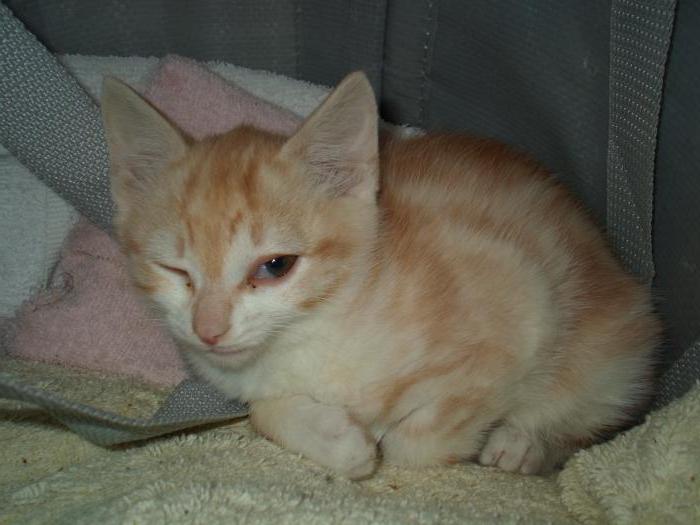 Мысықтың үшінші қабағын қалай емдеу керек?