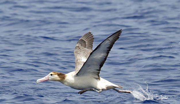 Әдемі сексуалды балапандар