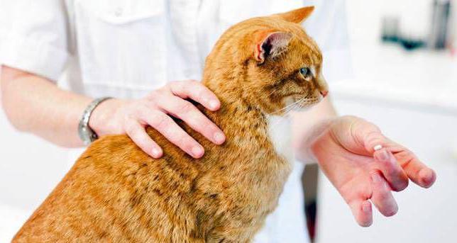 Pneumonia di Kucing: Gejala dan Rawatan