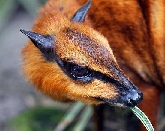 Желідегі шашты порно оқиға Қазан сауалнамаларында массаж