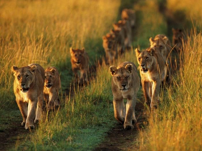 Lions Pride Hidup Dalam Kumpulan Sosial