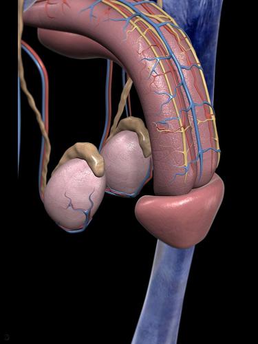 Bir vaqtning ozida bir mushukda bir nechta dicks