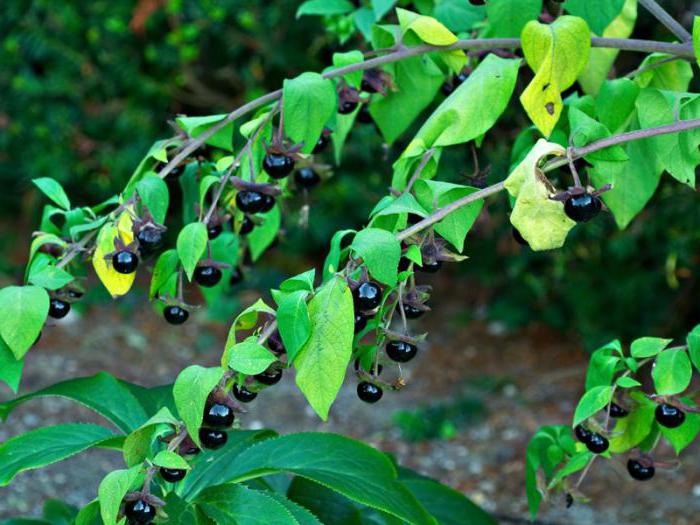 Миа Халидің жалаңаш есегі