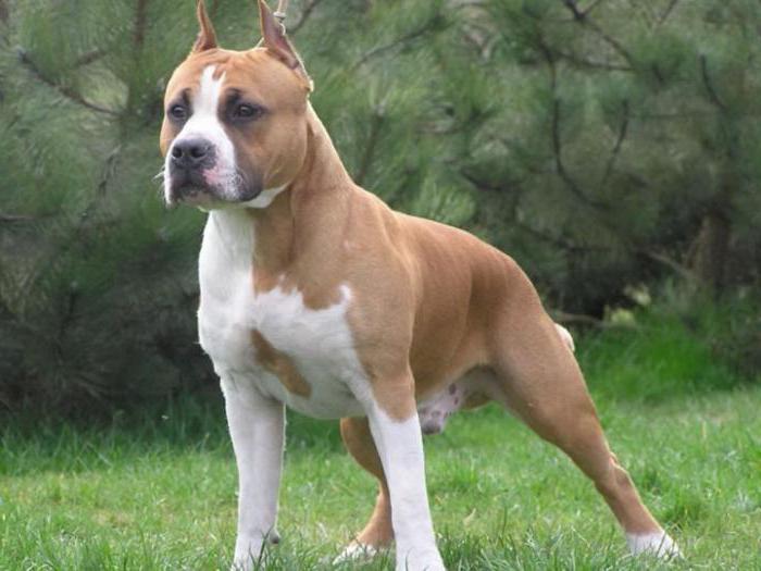 Anjing Pembunuh Rocks Pendidikan Dan Latihan Anjing