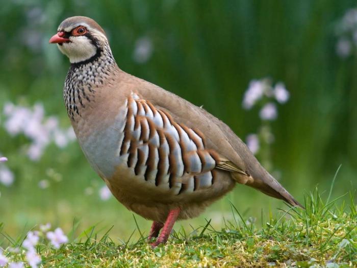 Ayam Hutan Jenis Burung Di Mana Dia Hidup Dan Apa Yang Perlu Makan
