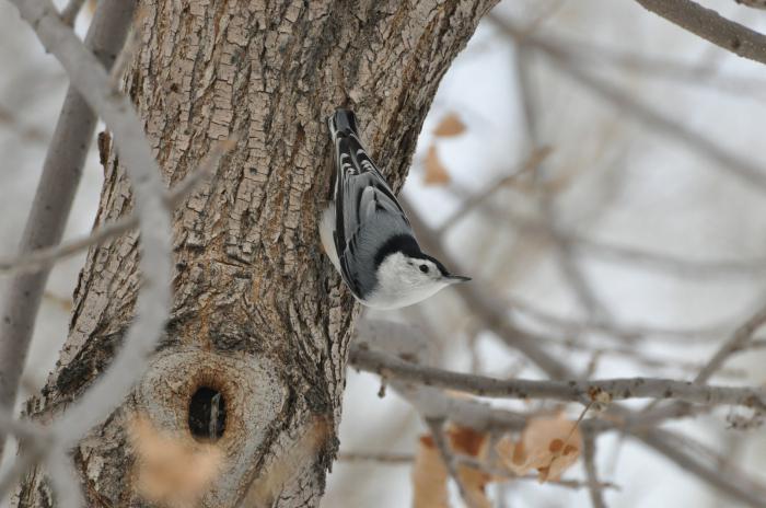 Жетілген есектердің порно фотосуреттері