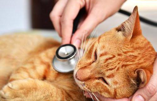 Pneumonia di Kucing: Gejala dan Rawatan