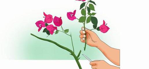 التكاثر الخضري ما هو يعني وهذا يعني الإكثار