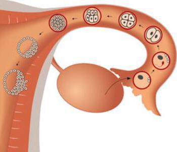 Қан эльфінің жыныстық қатынасы