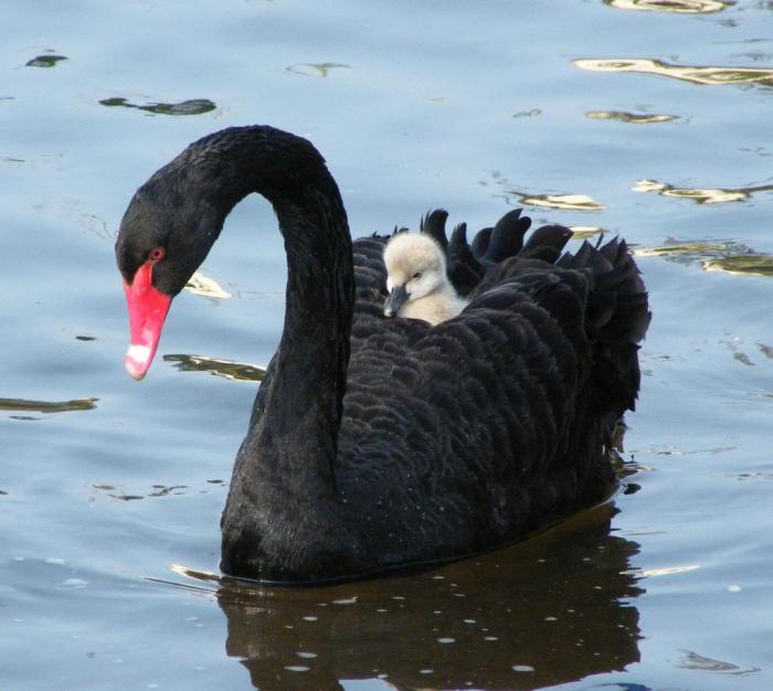 Студенттер туралы орысша порно